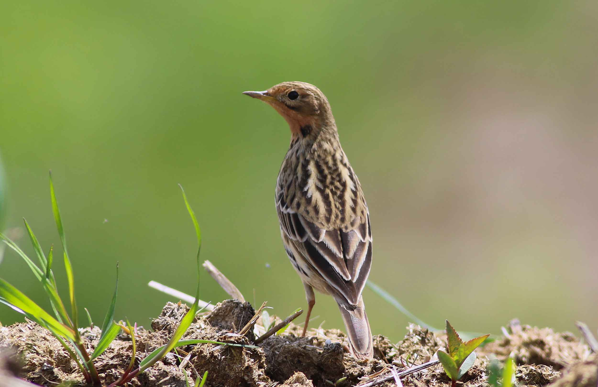 Red-throated Pipit